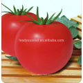 FT431 Qiaoba big fruit f1 hybrid tomato seeds